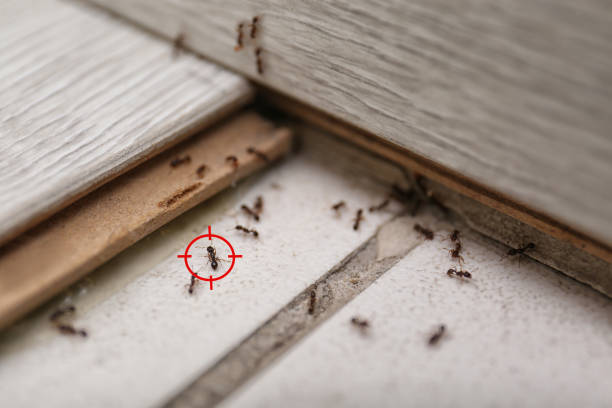 Best Local Pest Control Services  in Harrisburg, SD