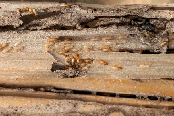 Flea Control Services in Harrisburg, SD