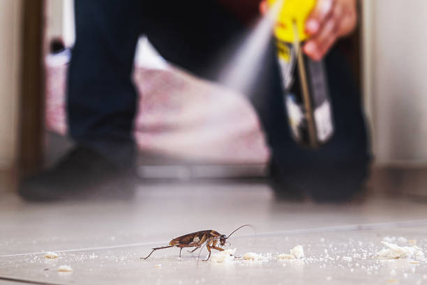 Best Spider Control Near Me  in Harrisburg, SD